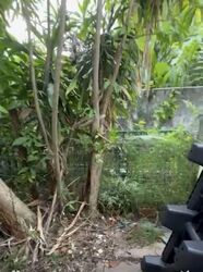 Picardy Gardens (D16), Semi-Detached #553777421